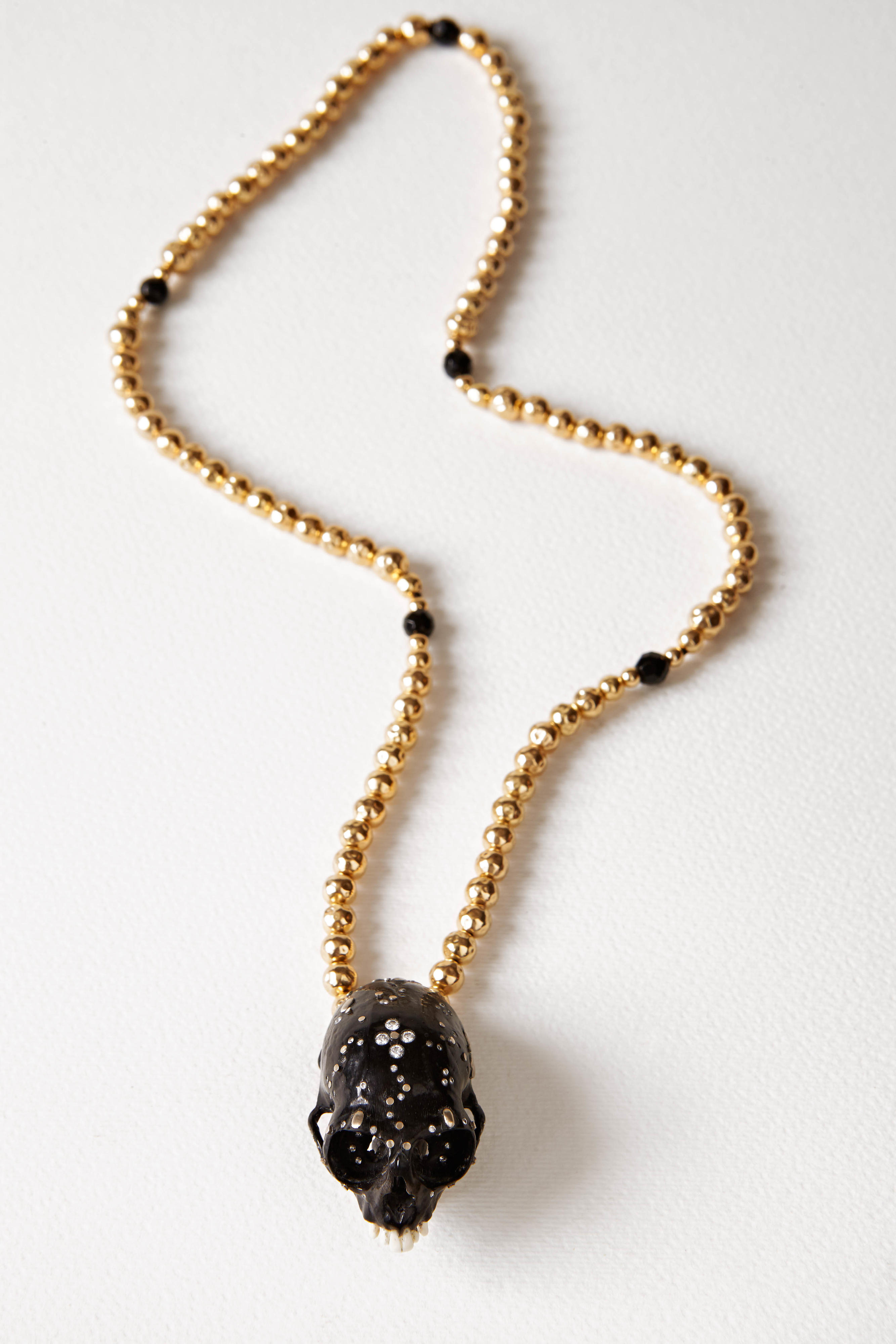 Genera Callithrix Monkey Skull